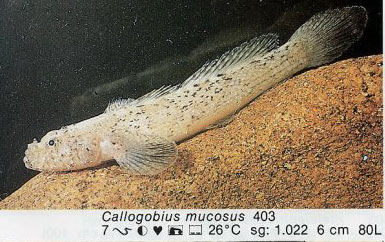 Callogobius mucosus
